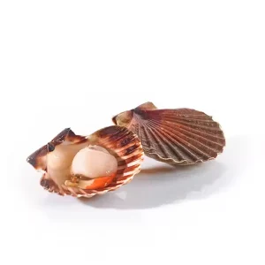 Fresh Scallops